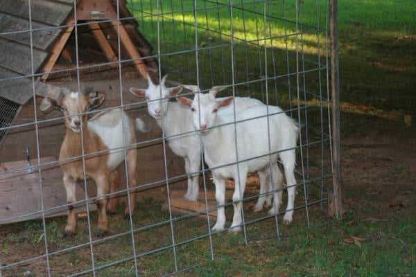 faith farms goats